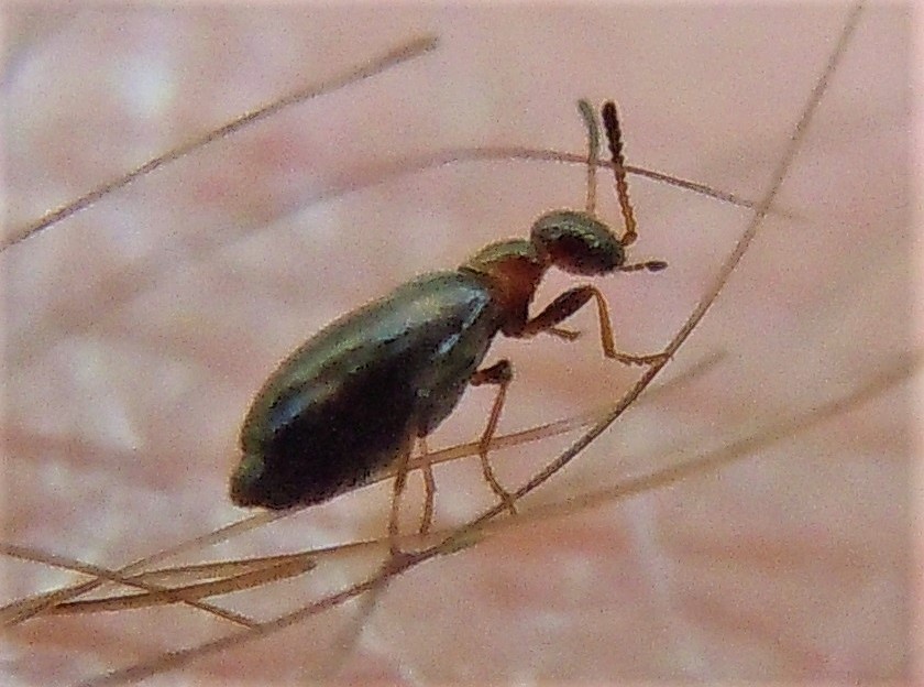 Anthicidae? S:  Microhoria terminata