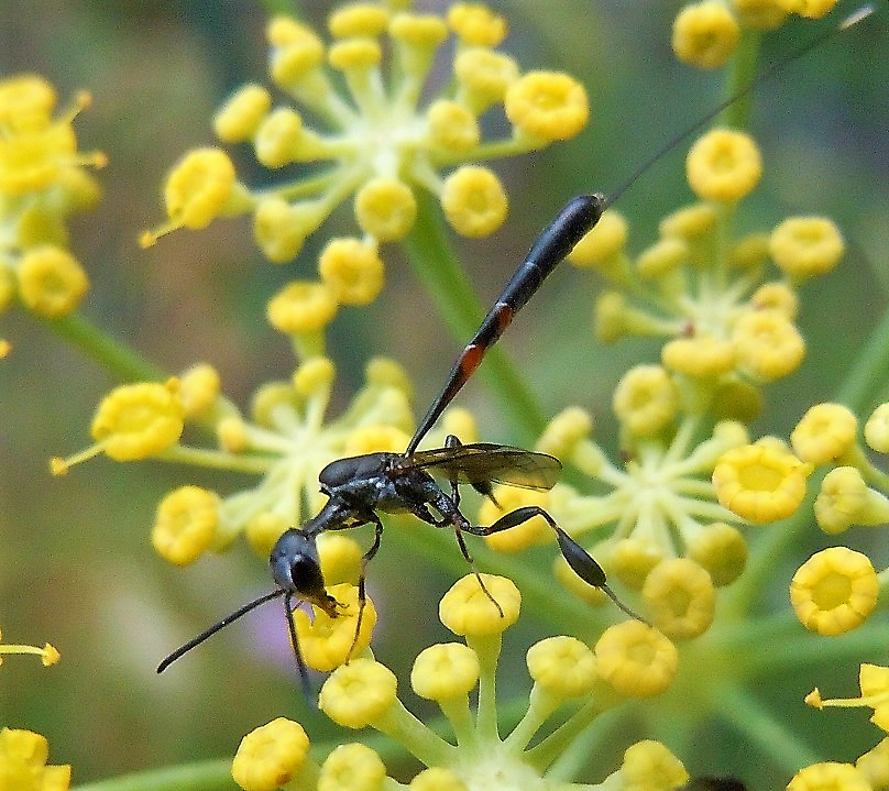 Gasteruption jaculator? No, G. opacum (la femmina prime tre foto)