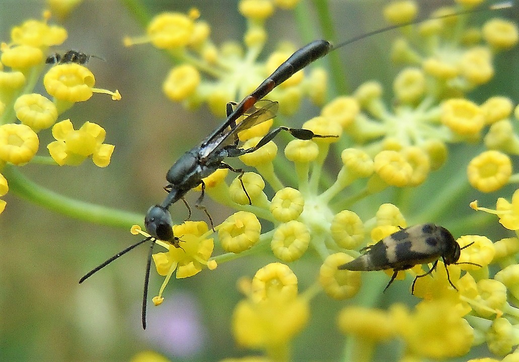 Gasteruption jaculator? No, G. opacum (la femmina prime tre foto)