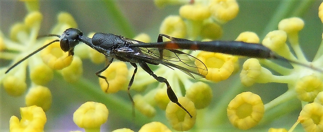 Gasteruption jaculator? No, G. opacum (la femmina prime tre foto)