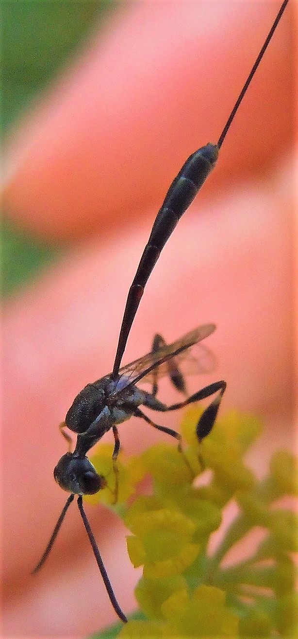 Gasteruption jaculator? No, G. opacum (la femmina prime tre foto)