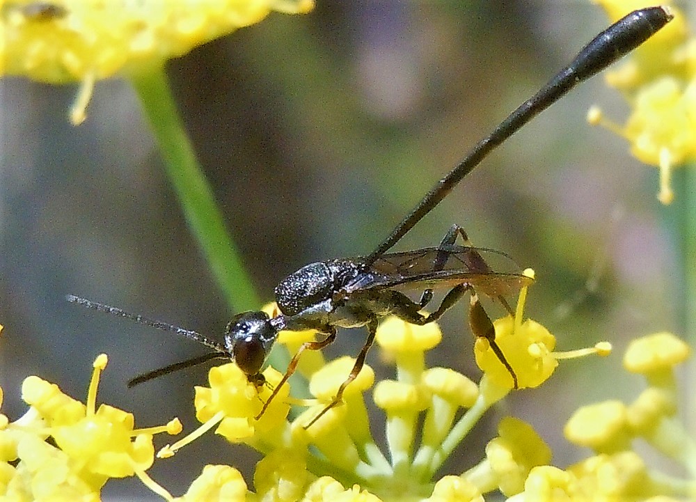 Gasteruption jaculator? No, G. opacum (la femmina prime tre foto)