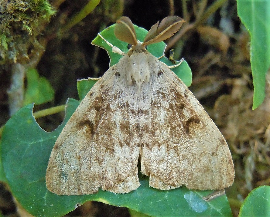 Lymantria dispar ♂