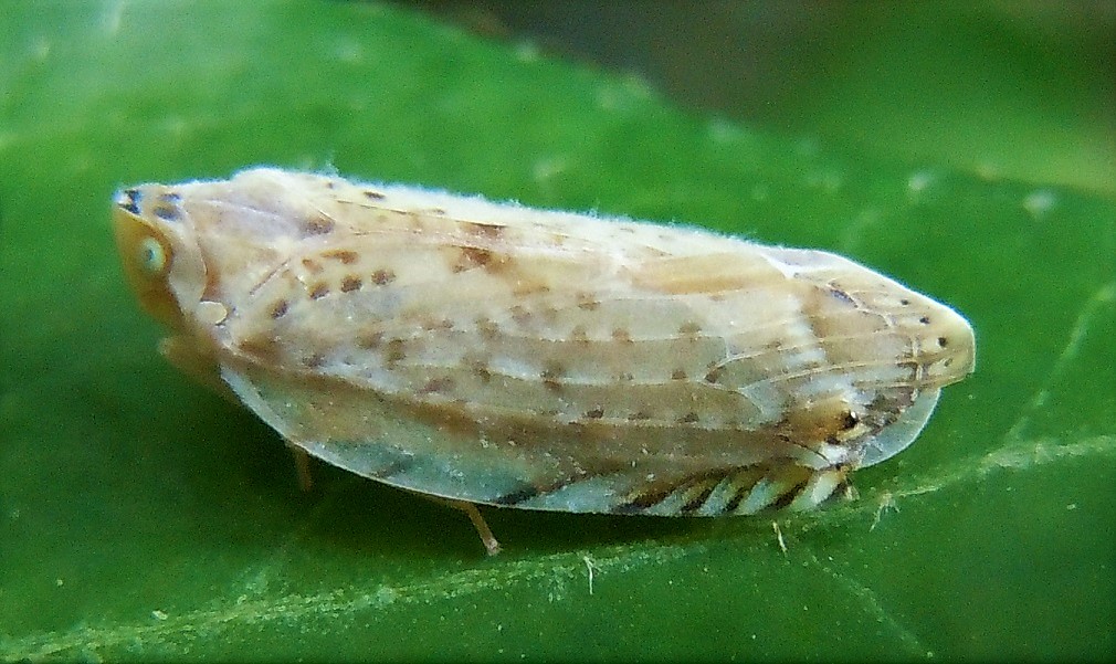 Fulgoromorpha Achilidae: Neomenocria advena