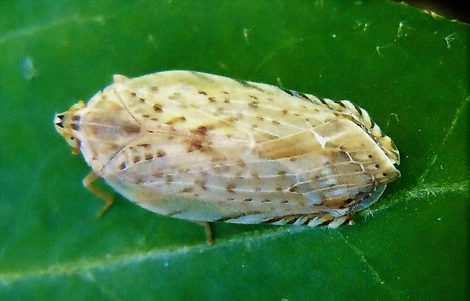 Fulgoromorpha Achilidae: Neomenocria advena