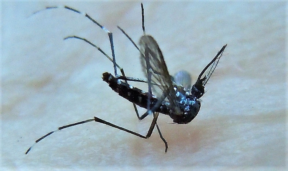 Aedes albopictus