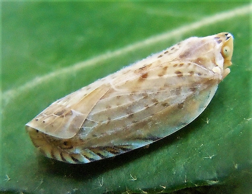 Fulgoromorpha Achilidae: Neomenocria advena