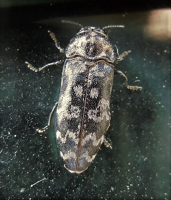 Buprestidae: Coraebus rubi? S