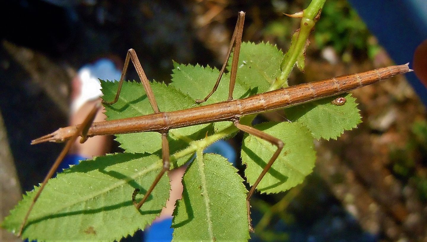 Clonopsis gallica?