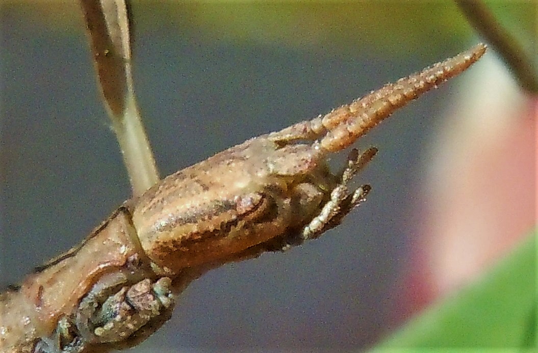 Clonopsis gallica?