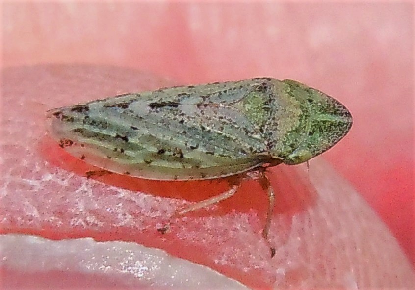 Aphrodes sp.