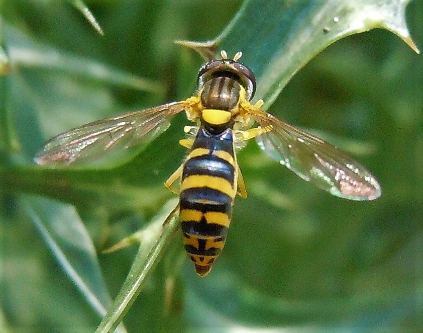 Syrphidae: Femmina di Sphaerophoria scripta?.... di Sphaerophoria sp.