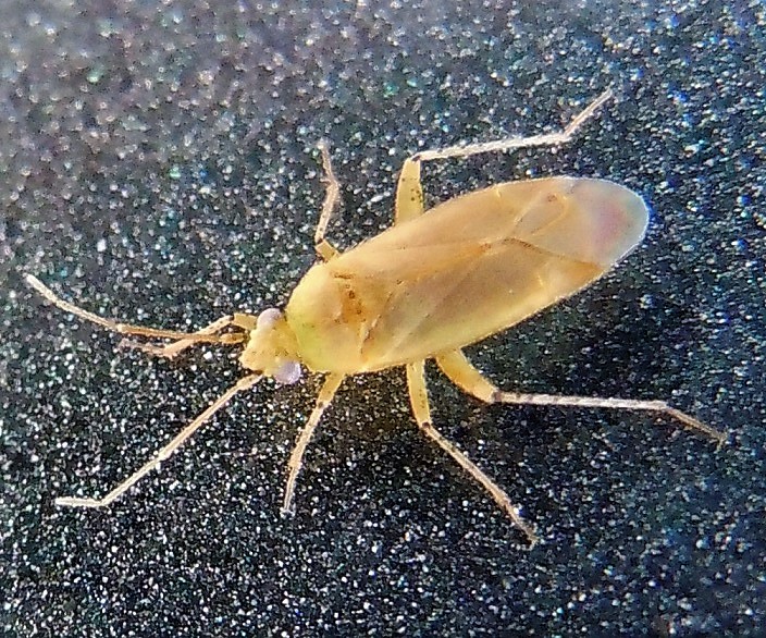 Miridae: Parapsallus vitellinus