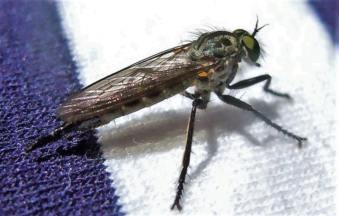 Asilidae: Neoitamus castellanii, femmina