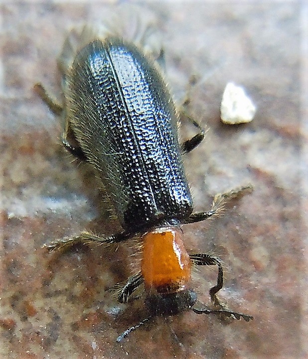 Cleridae: Tillus elongatus