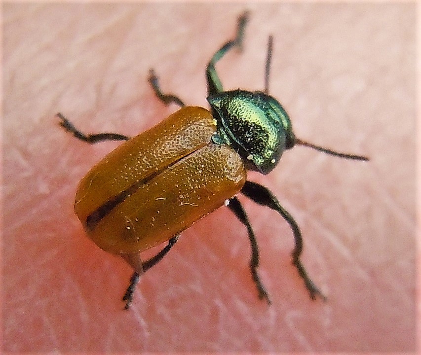 Chrysomelidae: Labidostomis longimana? ... Labidostomis cfr. cyanicornis, maschio