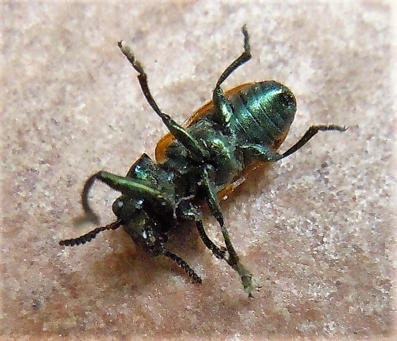 Chrysomelidae: Labidostomis longimana? ... Labidostomis cfr. cyanicornis, maschio