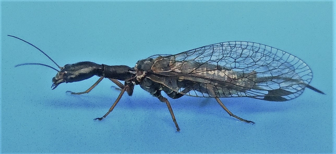 Raphidiidae: Phaeostigma cfr. grandii