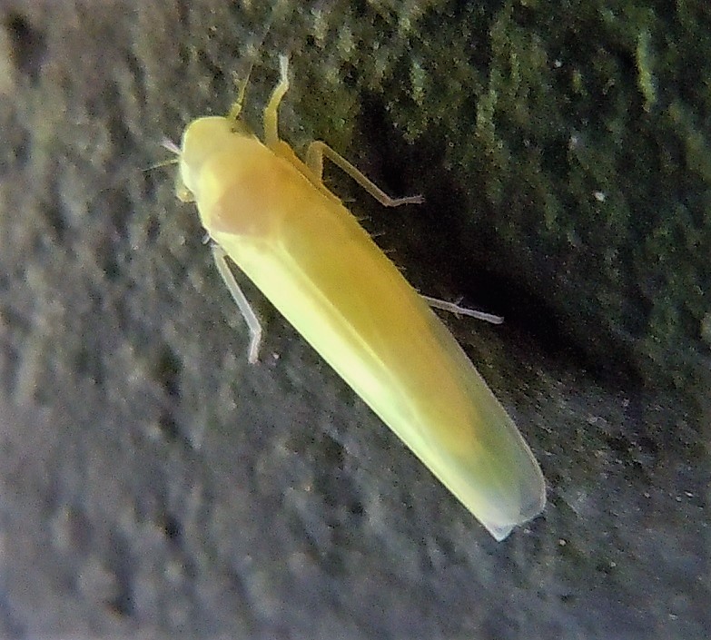 Cicadellidae Typhlocybinae?  S, Alnetoidia alneti