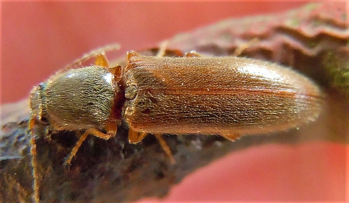 Elateridae:  Athous sp.