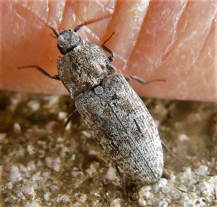 Elateridae: Agrypnus murinus?  S !