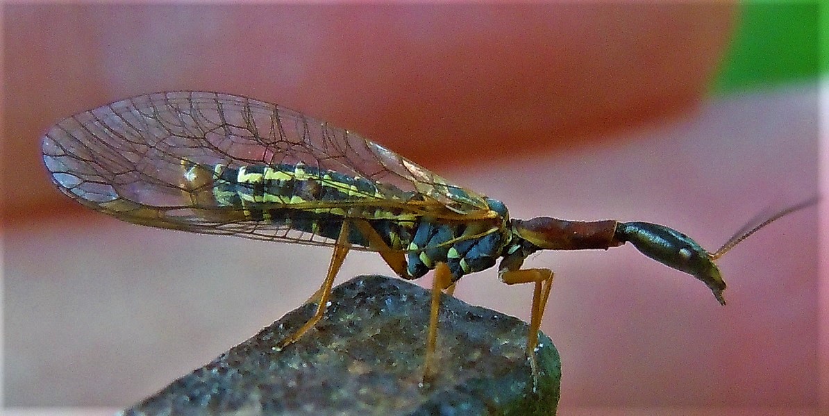 Raphidiidae:  cfr. Xanthostigma corsicum