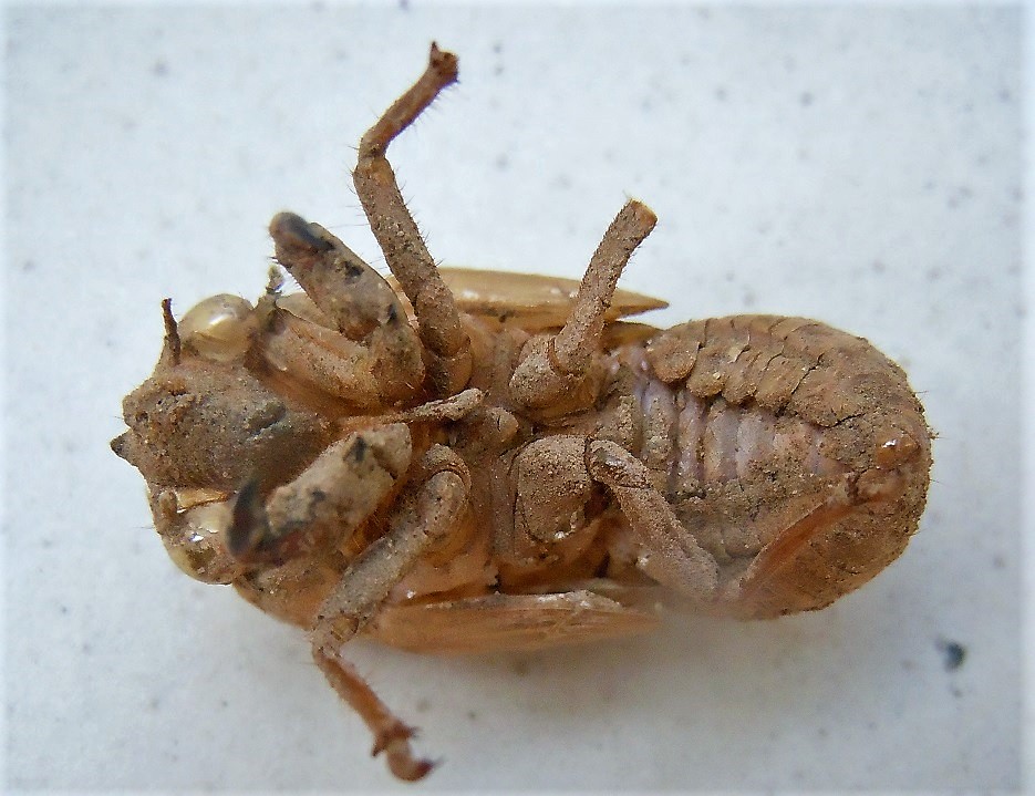 Esuvie di Tibicina haematodes, Lyristes plebejus e altra (Cicadomorpha Cicadidae)