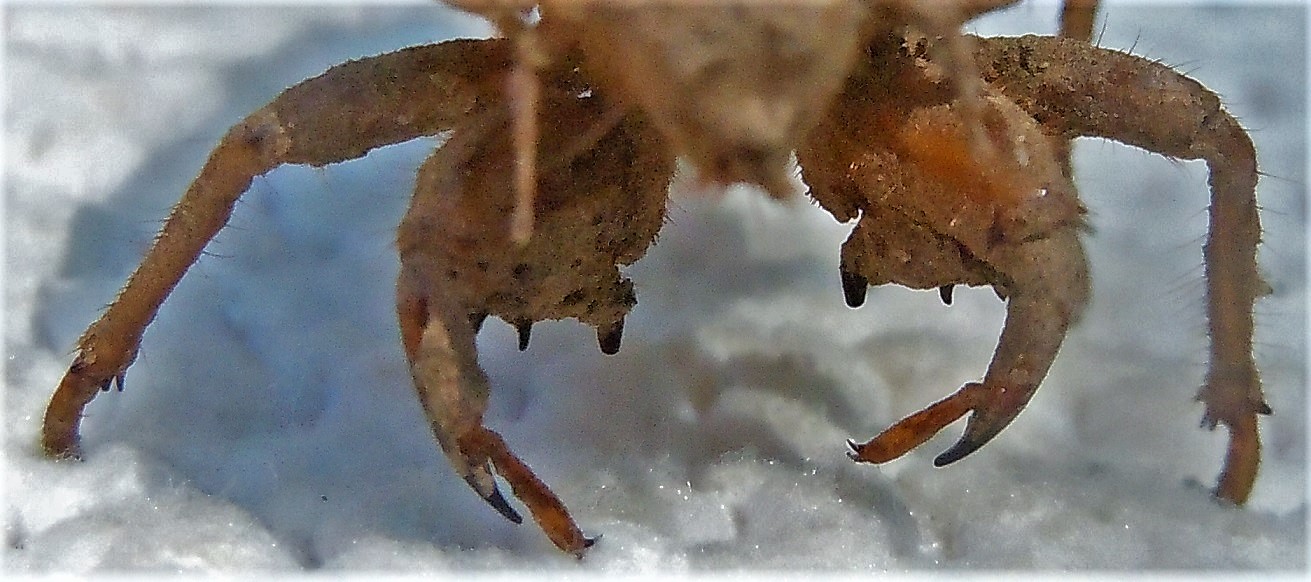 Esuvie di Tibicina haematodes, Lyristes plebejus e altra (Cicadomorpha Cicadidae)