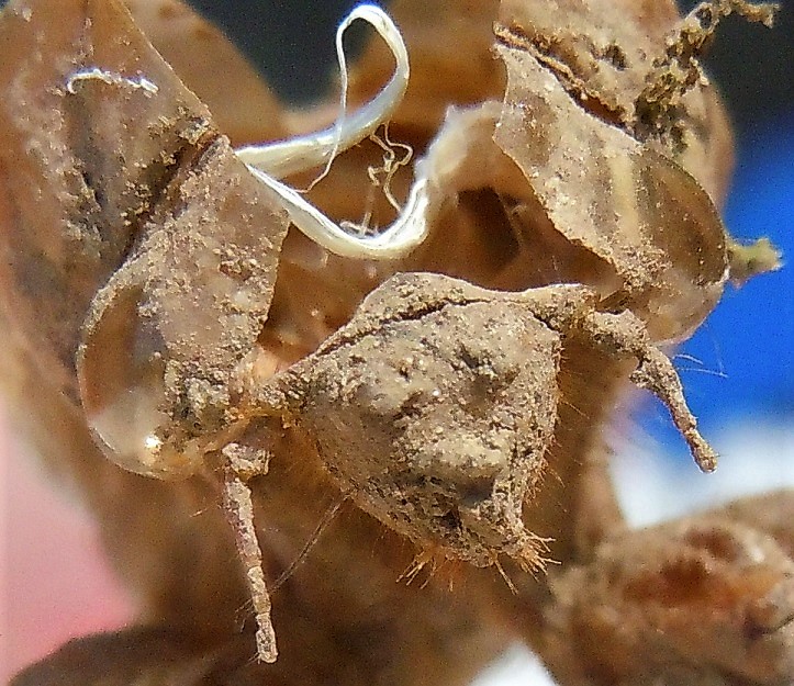 Esuvie di Tibicina haematodes, Lyristes plebejus e altra (Cicadomorpha Cicadidae)