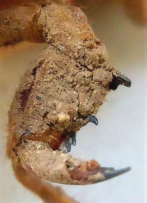 Esuvie di Tibicina haematodes, Lyristes plebejus e altra (Cicadomorpha Cicadidae)