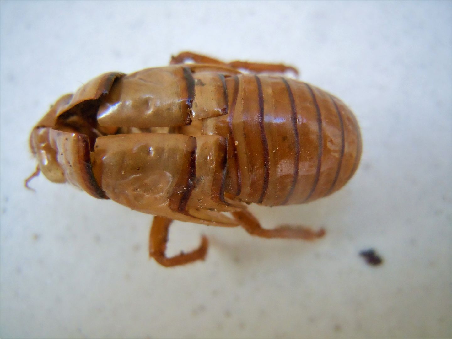 Esuvia di Tibicina haematodes (Cicaromorpha Cicadidae)