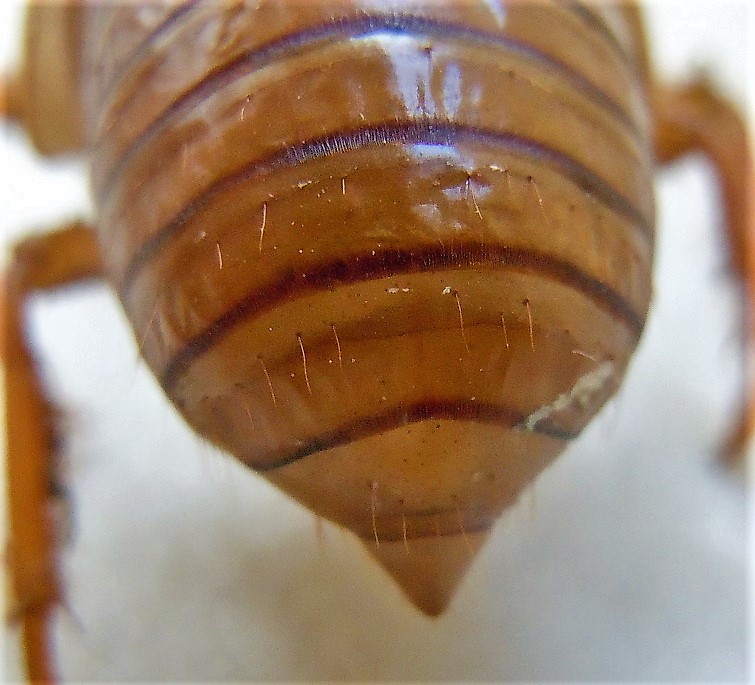 Esuvia di Tibicina haematodes (Cicaromorpha Cicadidae)