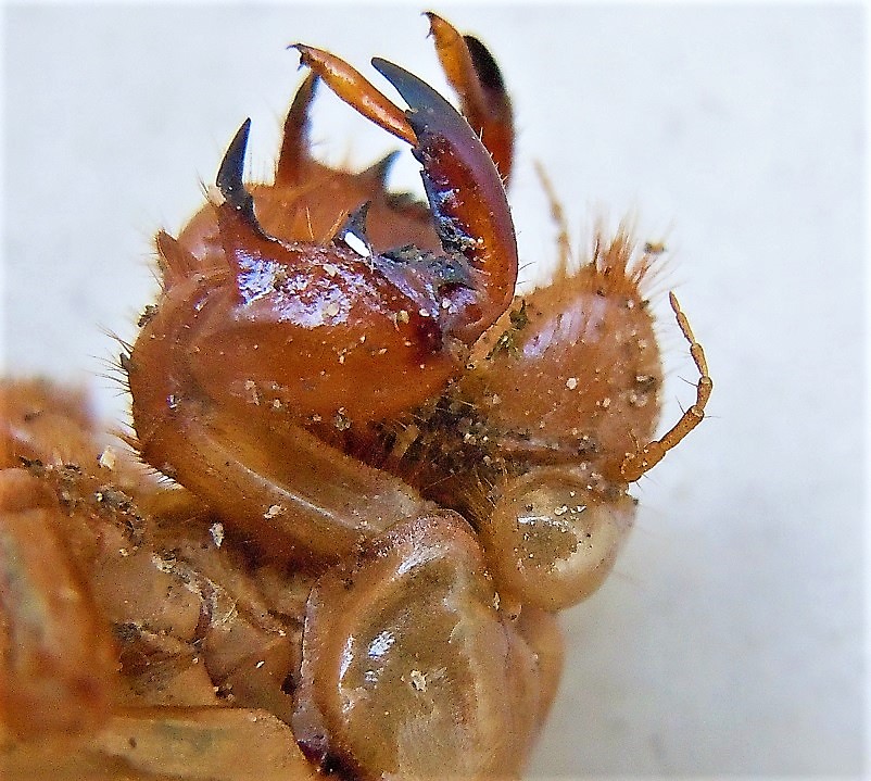 Esuvia di Tibicina haematodes (Cicaromorpha Cicadidae)