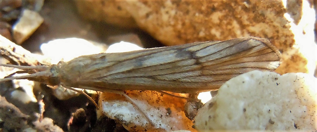 Odontoceridae: Odontocerum albicorne? S !