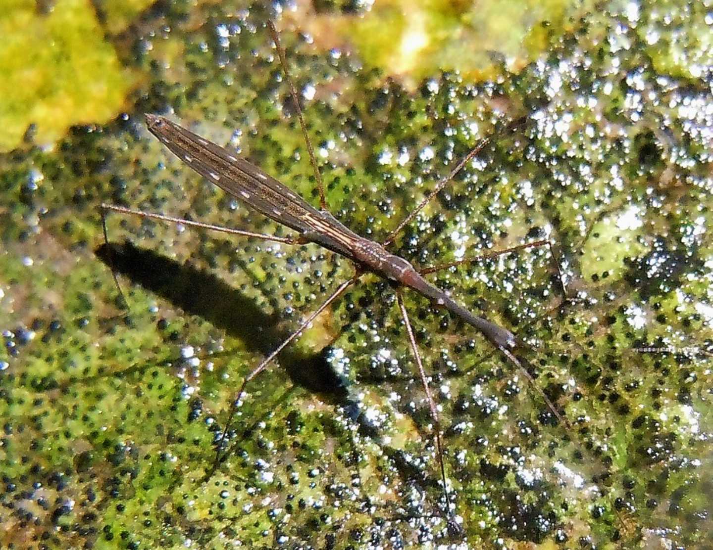 Hydrometridae: Hydrometra stagnorum