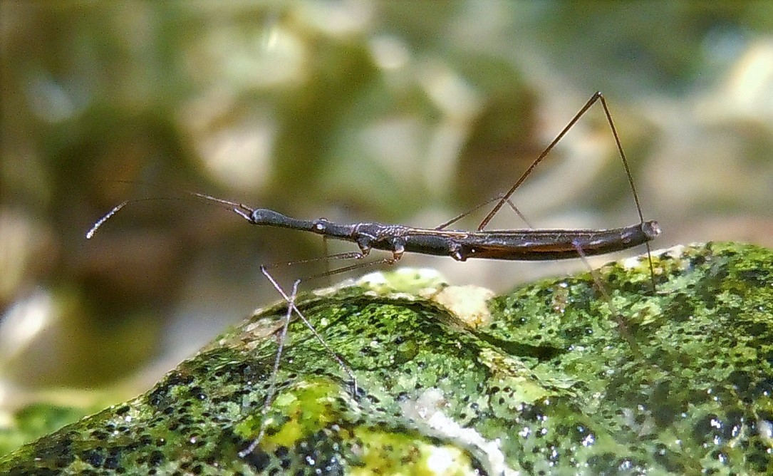 Hydrometridae: Hydrometra stagnorum