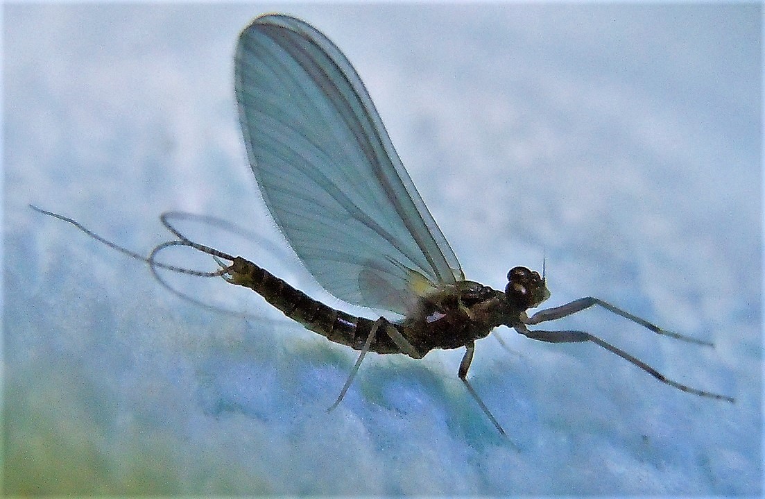 Leptophlebiidae? S,  Habrophlebia sp., maschio