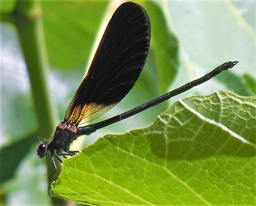 Calopteryx virgo?  No, Calopteryx haemorrhoidalis