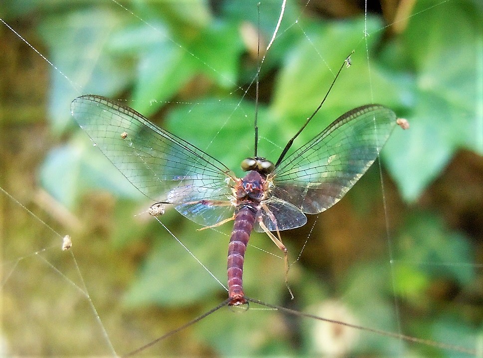 Heptageniidae: Ecdyonurus sp.?  No, Rhithrogena sp., maschio