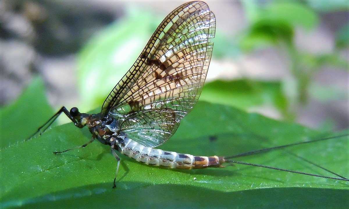 Ephemeridae: Ephemera danica, maschio