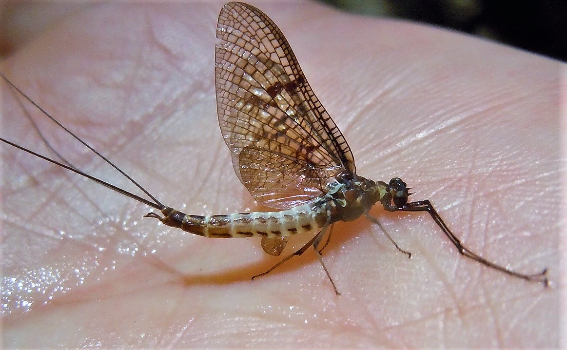 Ephemeridae: Ephemera danica, maschio