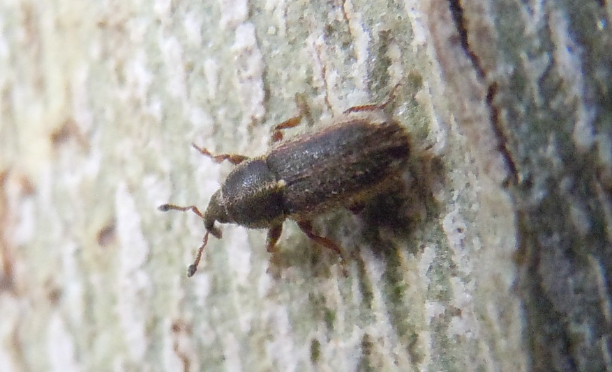 Mecinus circulatus - Curculionidae