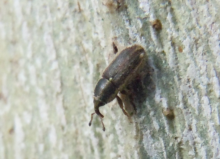 Mecinus circulatus - Curculionidae
