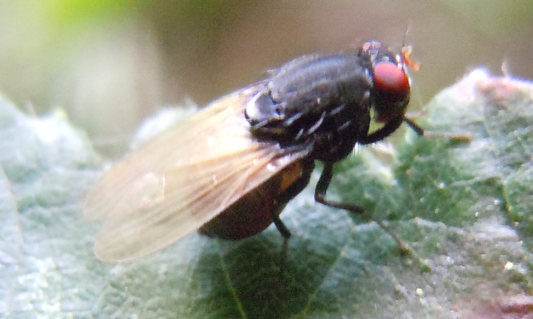 Lauxaniidae: Minettia longipennis?           Si !