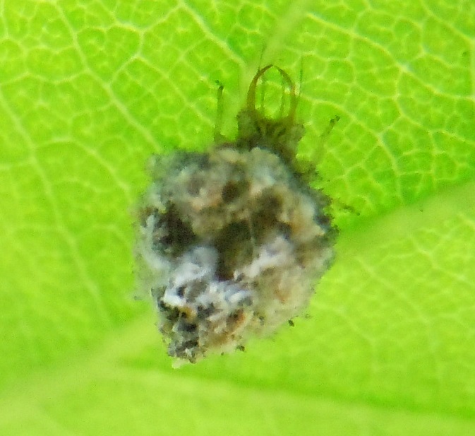 Larva di Pseudomallada sp.