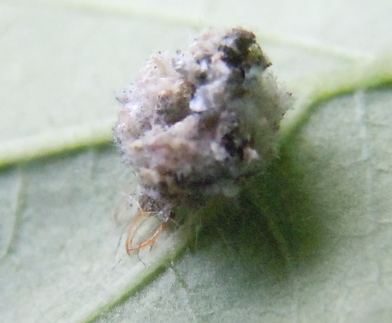 Larva di Pseudomallada sp.