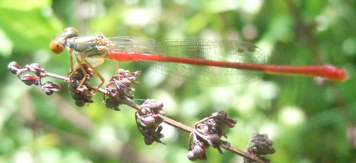 Ceriagrion tenellum?