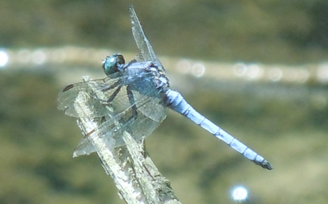 Maschio di Orthetrum courelescens ?