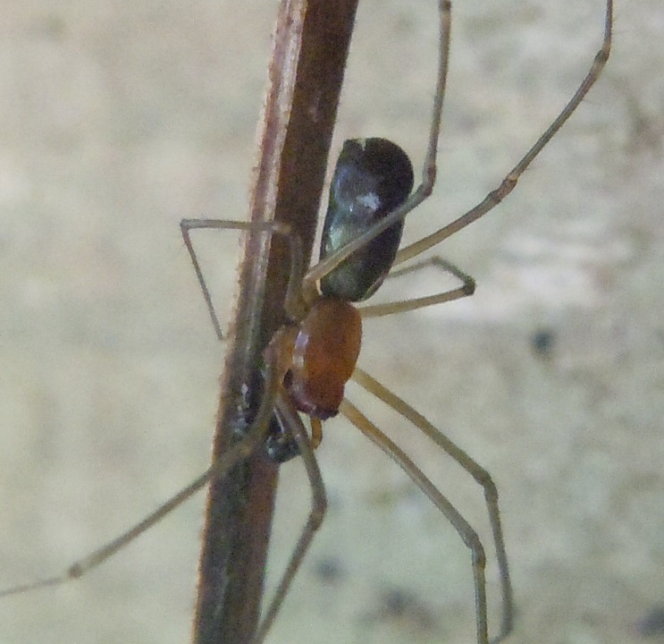 Theridiidae? No. Maschio di Linyphiidae - Cratere degli Astroni (NA)