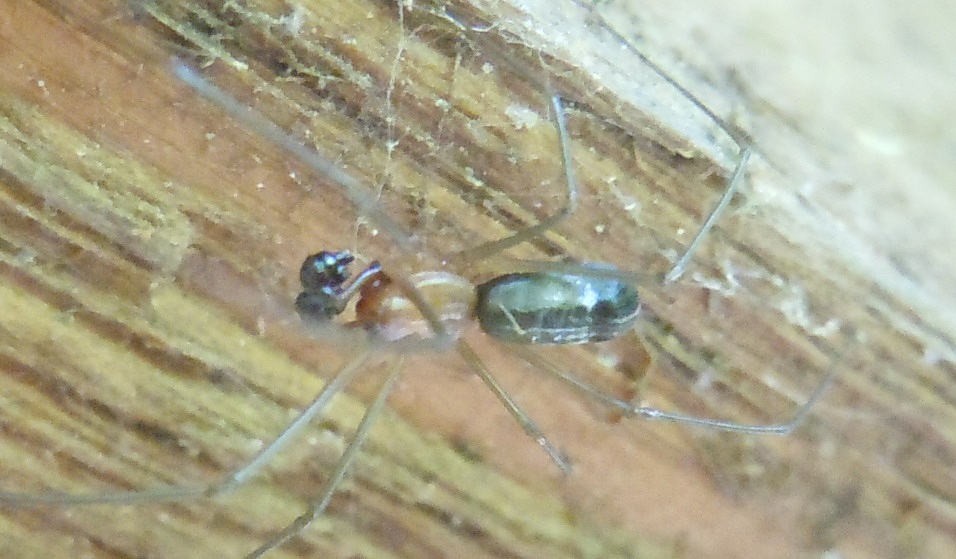 Theridiidae? No. Maschio di Linyphiidae - Cratere degli Astroni (NA)